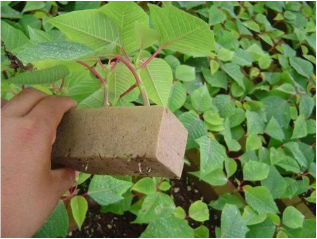 Germinador